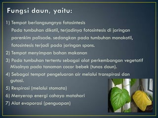 1) Tempat berlangsungnya fotosintesis
   Pada tumbuhan dikotil, terjadinya fotosintesis di jaringan
   parenkim palisade. sedangkan pada tumbuhan monokotil,
   fotosintesis terjadi pada jaringan spons.
2) Tempat menyimpan bahan makanan
3) Pada tumbuhan tertentu sebagai alat perkembangan vegetatif
  Misalnya pada tanaman cocor bebek (tunas daun).
4) Sebagai tempat pengeluaran air melalui transpirasi dan
  gutasi.
5) Respirasi (melalui stomata)
6) Menyerap energi cahaya matahari
7) Alat evaporasi (penguapan)
 