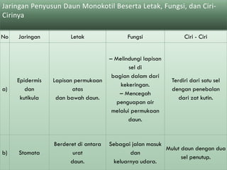 Jaringan Penyusun Daun Monokotil Beserta Letak, Fungsi, dan Ciri-
Cirinya

No   Jaringan          Letak                 Fungsi               Ciri - Ciri


                                      – Melindungi lapisan
                                              sel di
                                       bagian dalam dari
     Epidermis   Lapisan permukaan                           Terdiri dari satu sel
                                          kekeringan.
a)      dan             atas                                 dengan penebalan
                                          – Mencegah
      kutikula    dan bawah daun.                               dari zat kutin.
                                         penguapan air
                                       melalui permukaan
                                             daun.


                 Berderet di antara   Sebagai jalan masuk
                                                          Mulut daun dengan dua
b)   Stomata            urat                  dan
                                                                sel penutup.
                       daun.            keluarnya udara.
 