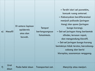 – Terdiri dari sel parenkim,
                                                      banyak ruang antarsel.
                                                  – Kebanyakan berdiferensiasi
                                                    menjadi palisade (jaringan
                                                    tiang) dan spons (jaringan
           Di antara lapisan
                                   Tempat                  bunga karang).
               epidermis
e) Mesofil                     berlangsungnya – Sel-sel jaringan tiang berbentuk
               atas dan
                                 fotosintesis.        silinder, tersusun rapat,
                bawah.
                                                     dan mengandung klorofil.
                                                 – Sel-sel jaringan bunga karang
                                               bentuknya tidak teratur, bercabang-
                                                         cabang dan berisi
                                                 kloroplas, susunannya renggang.



     Urat
f)          Pada helai daun    Transportasi zat.      Menyirip atau menjari.
     daun
 