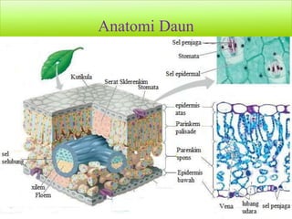 Anatomi Daun
 