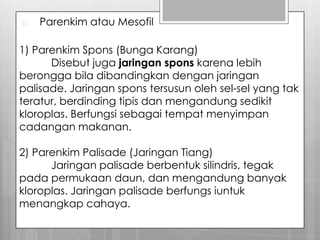 b.   Parenkim atau Mesofil

1) Parenkim Spons (Bunga Karang)
      Disebut juga jaringan spons karena lebih
berongga bila dibandingkan dengan jaringan
palisade. Jaringan spons tersusun oleh sel-sel yang tak
teratur, berdinding tipis dan mengandung sedikit
kloroplas. Berfungsi sebagai tempat menyimpan
cadangan makanan.

2) Parenkim Palisade (Jaringan Tiang)
      Jaringan palisade berbentuk silindris, tegak
pada permukaan daun, dan mengandung banyak
kloroplas. Jaringan palisade berfungs iuntuk
menangkap cahaya.
 
