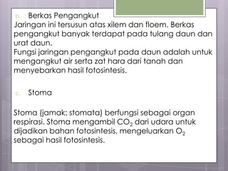 b.  Berkas Pengangkut
Jaringan ini tersusun atas xilem dan floem. Berkas
pengangkut banyak terdapat pada tulang daun dan
urat daun.
Fungsi jaringan pengangkut pada daun adalah untuk
mengangkut air serta zat hara dari tanah dan
menyebarkan hasil fotosintesis.
b.   St omat a




c.   Stoma

Stoma (jamak: stomata) berfungsi sebagai organ
respirasi. Stoma mengambil CO2 dari udara untuk
dijadikan bahan fotosintesis, mengeluarkan O2
sebagai hasil fotosintesis.
 