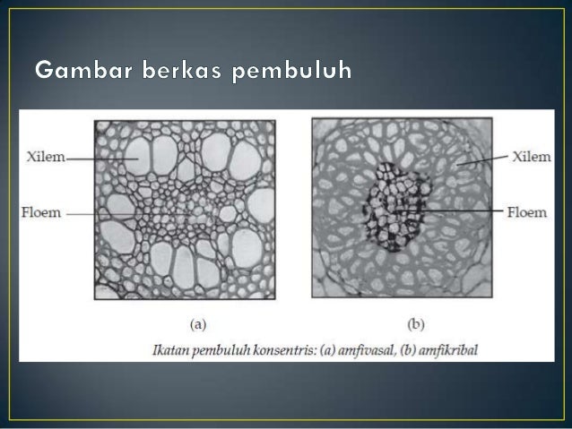 Daun Dan Bunga