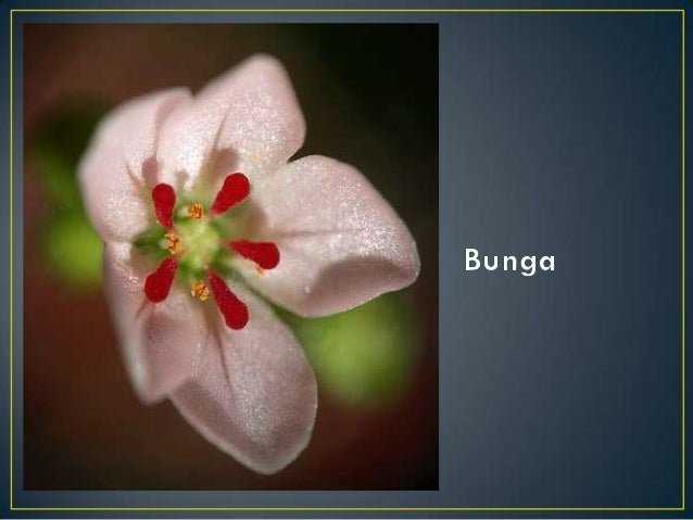 Daun Dan Bunga