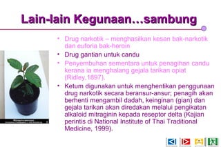 Lain-lain Kegunaan…sambungLain-lain Kegunaan…sambung
• Drug narkotik – menghasilkan kesan bak-narkotik
dan euforia bak-heroin
• Drug gantian untuk candu
• Penyembuhan sementara untuk penagihan candu
kerana ia menghalang gejala tarikan opiat
(Ridley,1897).
• Ketum digunakan untuk menghentikan penggunaan
drug narkotik secara beransur-ansur; penagih akan
berhenti mengambil dadah, keinginan (gian) dan
gejala tarikan akan diredakan melalui pengikatan
alkaloid mitraginin kepada reseptor delta (Kajian
perintis di National Institute of Thai Traditional
Medicine, 1999).
 
