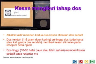 Kesan mengikut tahap dosKesan mengikut tahap dos
• Alkaloid aktif memberi kedua-dua kesan stimulan dan sedatif
• Dos rendah (1-5 gram daun kering) sehingga dos sederhana
(dua kali ganda dos rendah) memberi kesan stimulan pada
reseptor delta opiod
• Dos tinggi (10-30 helai daun atau lebih sehari) memberi kesan
sedatif pada reseptor mu
Sumber: www.mitragyna.com/usage.php
 