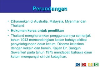 PerundanganPerundangan
• Diharamkan di Australia, Malaysia, Myanmar dan
Thailand
• Hukuman keras untuk pemilikan
• Thailand mengharamkan penggunaannya semenjak
tahun 1943 memandangkan kesan bahaya akibat
penyalahgunaan daun ketum. Disama kelaskan
dengan kokain dan heroin. Kajian Dr. Sangun
Suwanlert pada tahun 1975 mendapati bahawa daun
ketum mempunyai ciri-ciri ketagihan.
 