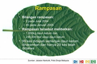RampasanRampasan
• Bilangan rampasan:
– 2 pada Julai 2004
– 45 pada Januari 2005
• Rampasan tersebut melibatkan:
– 1,000kg daun ketum dan
– 236,000 liter sirap daun ketum
• 99 kes didapati semenjak daun ketum
diharamkan dan hanya 29 kes telah
didakwa
Sumber: Jabatan Narkotik, Polis Diraja Malaysia
 
