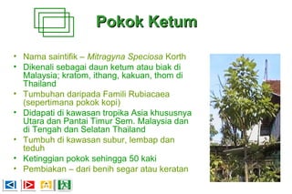 Pokok KetumPokok Ketum
• Nama saintifik – Mitragyna Speciosa Korth
• Dikenali sebagai daun ketum atau biak di
Malaysia; kratom, ithang, kakuan, thom di
Thailand
• Tumbuhan daripada Famili Rubiacaea
(sepertimana pokok kopi)
• Didapati di kawasan tropika Asia khususnya
Utara dan Pantai Timur Sem. Malaysia dan
di Tengah dan Selatan Thailand
• Tumbuh di kawasan subur, lembap dan
teduh
• Ketinggian pokok sehingga 50 kaki
• Pembiakan – dari benih segar atau keratan
 