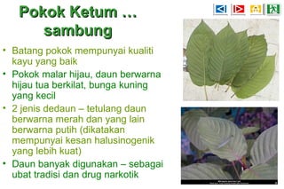 Pokok Ketum …Pokok Ketum …
sambungsambung
• Batang pokok mempunyai kualiti
kayu yang baik
• Pokok malar hijau, daun berwarna
hijau tua berkilat, bunga kuning
yang kecil
• 2 jenis dedaun – tetulang daun
berwarna merah dan yang lain
berwarna putih (dikatakan
mempunyai kesan halusinogenik
yang lebih kuat)
• Daun banyak digunakan – sebagai
ubat tradisi dan drug narkotik
 