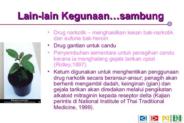 Daun Ketum Daun Ketum