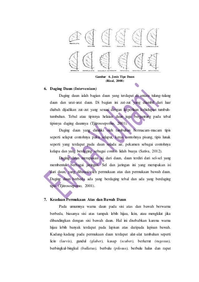 Praktikum Morfologi Tumbuhan