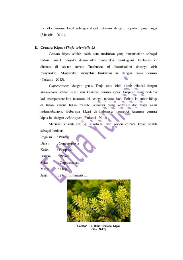 Praktikum Morfologi Tumbuhan