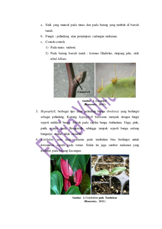 praktikum morfologi tumbuhan
