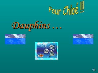 Dauphins … Pour Chloé !!! 