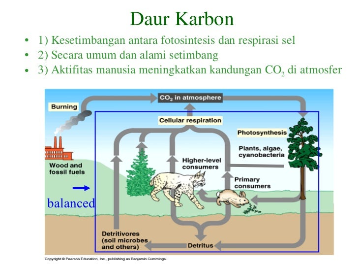 Daur biogeokimia