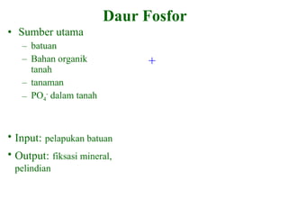 Daur Fosfor Sumber utama batuan Bahan organik tanah tanaman PO 4 -  dalam tanah + Input:   pelapukan batuan Output:   fiksasi mineral, pelindian 