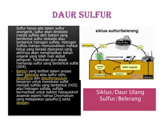 



Sulfur hanya ada dalam sulfur
anorganik, sulfur akan direduksi
menjdi sulfida oleh bakteri yang
berbentuk sulfur dioksida atau
berbentuk hidrogen sulfida. Hidrogen
Sulfida mampu memusnahkan mahluk
hidup yang berada diperairan yang
akhirnya akan menghasilkan bahan
organik yang telah mati akibat
pengurai. Tumbuhan pun dapat
menyerap sulfur yang berbentuk sulfat
(SO4).
Bakteri yang terlibat dalam proses
daur belerang atau sulfur yaitu
desulfibrio dan desulfomaculum
berperan untuk mereduksi sulfat
menjadi sulfida yang berbentuk (H2S)
atau hidrogen sulfida, sulfida
bermanfaat untuk bakteri Fatoautotrof
anaerob seperti halnya Chromatium
yang melepaskan ppsulfur]] serta
oksigen.

Siklus/Daur Ulang
Sulfur/Belerang

 