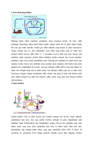 3. Daur Belerang (Sulfur)
Belerang dalam tubuh organisme merupakan unsur penyusun protein. Di alam, sulfur
(belerang) terkandung dalam tanah dalam bentuk mineral tanah dan di udara dalam bentuk
SO atau gas sulfur dioksida. Ketika gas sulfur dioksida yang berada di udara bersenyawa
dengan oksigen dan air, akan membentuk asam sulfat yang ketika jatuh ke tanah akan
menjadi bentuk ion-ion sulfat (SO4 2- ). Kemudian ion-ion sulfat tadi akan diserap oleh
tumbuhan untuk menyusun protein dalam tubuhnya. Ketika manusia atau hewan memakan
tumbuhan, maka akan terjadi perpindahan unsur belerang dari tumbuhan ke tubuh hewan atau
manusia. Ketika hewan atau tumbuhan mati, jasadnya akan diuraikan oleh bakteri dan jamur
pengurai dan menghasilkan bau busuk, yaitu gas hidrogen sulfida (H2S) yang akan dilepas ke
udara dan sebagian tetap ada di dalam tanah. Gas hidrogen sulfida yang ada di udara akan
bersenyawa dengan oksigen membentuk sulfur oksida, dan yang di tanah oleh bakteri tanah
akan diubah menjadi ion sulfat dan senyawa sulfur oksida yang nanti akan diserap kembali
oleh tumbuhan.
4. Daur Karbon
Sumber-sumber CO2 di udara berasal dari respirasi manusia dan hewan, erupsi vulkanik,
pembakaran batu bara, dan asap pabrik. Karbon dioksida di udara dimanfaatkan oleh
tumbuhan untuk berfotosintesis dan menghasilkan oksigen. Hewan dan tumbuhan yang mati,
dalam waktu yang lama akan membentuk batu bara di dalam tanah. Batu bara akan
dimanfaatkan lagi sebagai bahan bakar yang juga menambah kadar CO2 di udara. Di
ekosistem air, pertukaran CO2 dengan atmosfer berjalan secara tidak langsung. Karbon
 