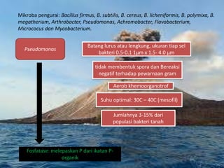 Mikroba pengurai: Bacillus firmus, B. subtilis, B. cereus, B. licheniformis, B. polymixa, B. 
megatherium, Arthrobacter, Pseudomonas, Achromobacter, Flavobacterium, 
Micrococus dan Mycobacterium. 
Pseudomonas 
Batang lurus atau lengkung, ukuran tiap sel 
bakteri 0.5-0.1 1μm x 1.5- 4.0 μm 
tidak membentuk spora dan Bereaksi 
negatif terhadap pewarnaan gram 
Aerob khemoorganotrof 
Suhu optimal: 30C – 40C (mesofil) 
Jumlahnya 3-15% dari 
populasi bakteri tanah 
Fosfatase: melepaskan P dari ikatan P-organik 
 