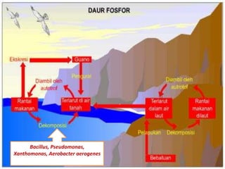 Bacillus, Pseudomonas, 
Xanthomonas, Aerobacter aerogenes 
 