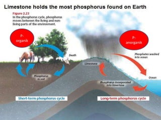P-organik 
P-anorganik 
 