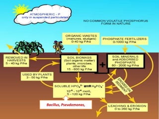 Bacillus, Pseudomonas, 
 
