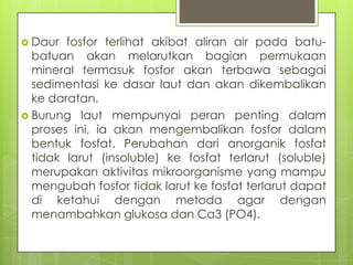  Daur fosfor terlihat akibat aliran air pada batu-
batuan akan melarutkan bagian permukaan
mineral termasuk fosfor akan terbawa sebagai
sedimentasi ke dasar laut dan akan dikembalikan
ke daratan.
 Burung laut mempunyai peran penting dalam
proses ini, ia akan mengembalikan fosfor dalam
bentuk fosfat. Perubahan dari anorganik fosfat
tidak larut (insoluble) ke fosfat terlarut (soluble)
merupakan aktivitas mikroorganisme yang mampu
mengubah fosfor tidak larut ke fosfat terlarut dapat
di ketahui dengan metoda agar dengan
menambahkan glukosa dan Ca3 (PO4).
 