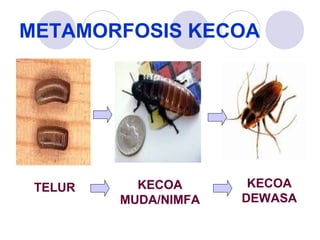 METAMORFOSIS KECOA

TELUR

KECOA
MUDA/NIMFA

KECOA
DEWASA

 