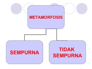 METAMORFOSIS

SEMPURNA

TIDAK
SEMPURNA

 