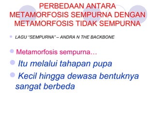 PERBEDAAN ANTARA
METAMORFOSIS SEMPURNA DENGAN
METAMORFOSIS TIDAK SEMPURNA
 LAGU “SEMPURNA” – ANDRA N THE BACKBONE

Metamorfosis sempurna…

Itu melalui tahapan pupa
Kecil hingga dewasa bentuknya
sangat berbeda

 