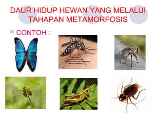DAUR HIDUP HEWAN YANG MELALUI
TAHAPAN METAMORFOSIS
CONTOH :

 