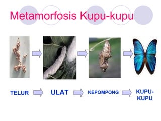 Metamorfosis Kupu-kupu

TELUR

ULAT

KEPOMPONG

KUPUKUPU

 