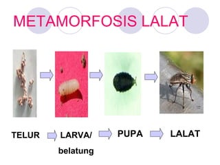 METAMORFOSIS LALAT

TELUR

LARVA/
belatung

PUPA

LALAT

 