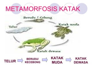 METAMORFOSIS KATAK

TELUR

BERUDU/
KECEBONG

KATAK
MUDA

KATAK
DEWASA

 