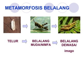 METAMORFOSIS BELALANG

TELUR

BELALANG
MUDA/NIMFA

BELALANG
DEWASA/
imago

 