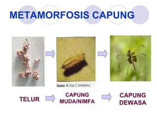 METAMORFOSIS CAPUNG

TELUR

CAPUNG
MUDA/NIMFA

CAPUNG
DEWASA

 