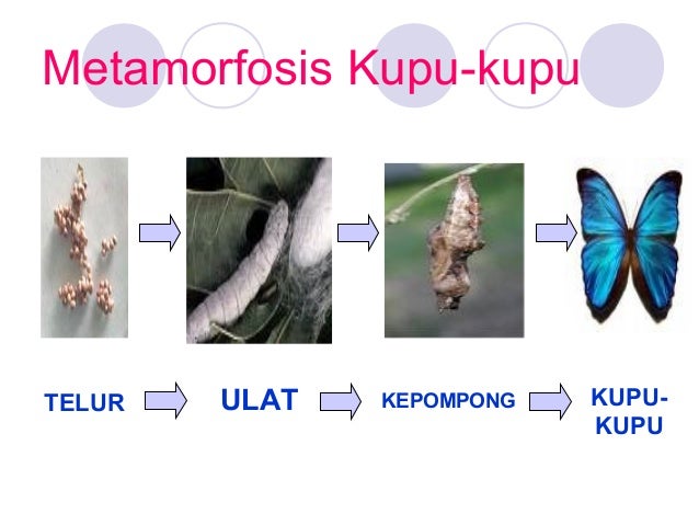 Daur Hidup Hewan