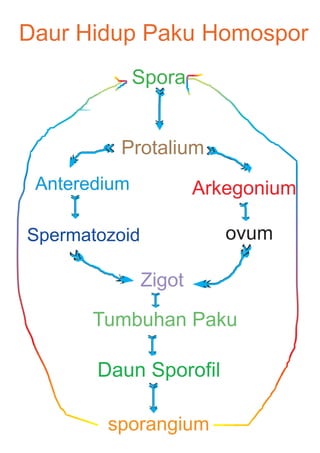 Daur Hidup Paku Homospor
Spora

Protalium
Anteredium

Arkegonium

Spermatozoid

ovum
Zigot

Tumbuhan Paku

Daun Sporofil
sporangium

 