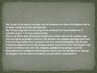 Daurian roodstaart powerpoint