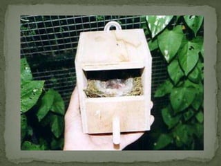 Daurian roodstaart powerpoint