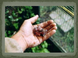 Daurian roodstaart powerpoint