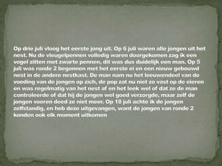 Daurian roodstaart powerpoint