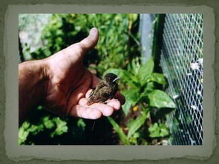 Daurian roodstaart powerpoint