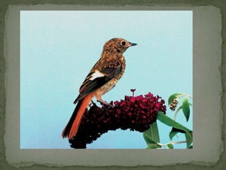 Daurian roodstaart powerpoint