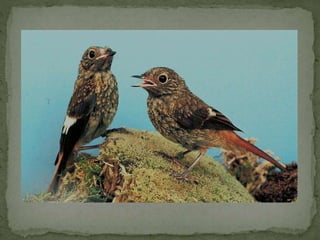 Daurian roodstaart powerpoint