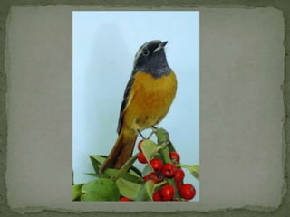 Daurian roodstaart powerpoint