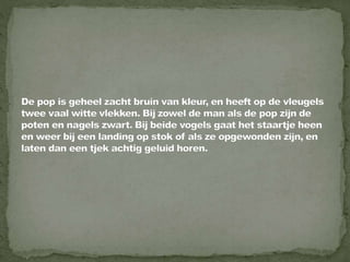 Daurian roodstaart powerpoint