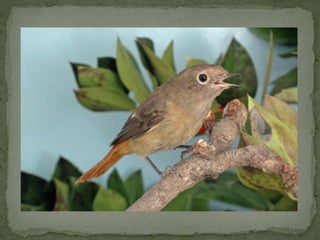 Daurian roodstaart powerpoint