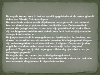 Daurian roodstaart powerpoint